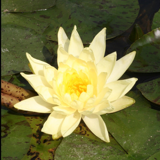 Seerose Joey Tomocick - Bakker