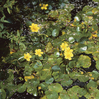 Nymphoides peltata - Limnantheme Falsche Seerose - Seerosen