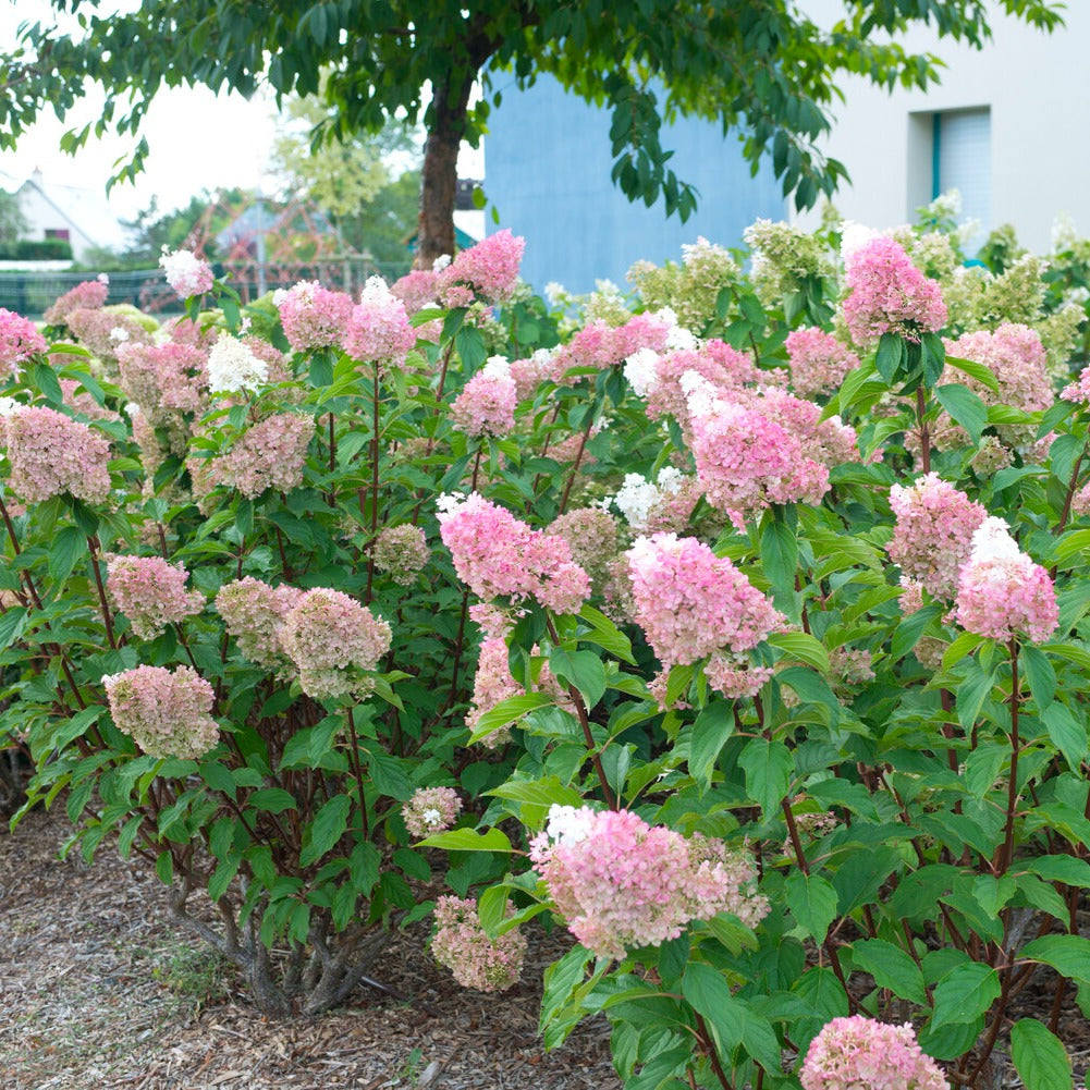Rispenhortensie Sundae Fraise® Rensun - Bakker