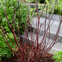 Schwarzholzhartriegel Kesselringii - Cornus alba kesselringii - Bakker