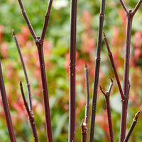 Schwarzholzhartriegel Kesselringii - Bakker