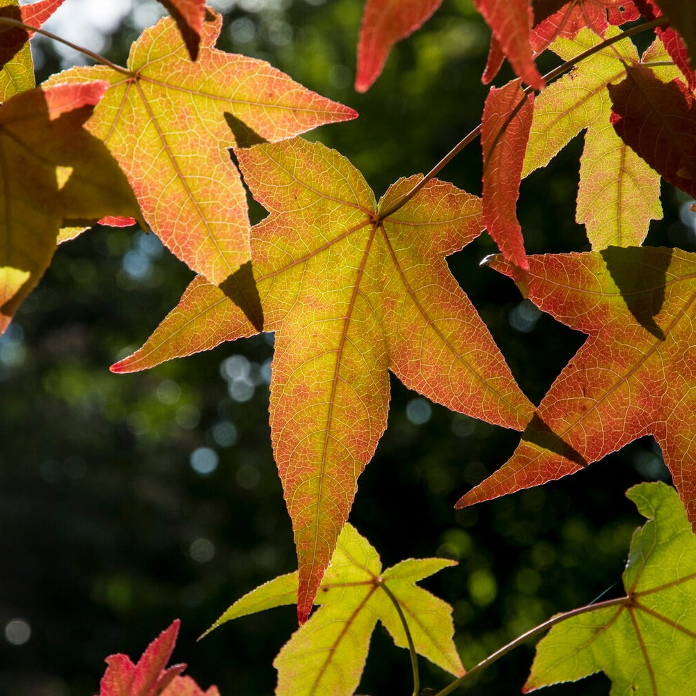 Amerikanische Amberbaum - Liquidambar styraciflua - Bakker