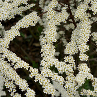 Spierstrauch arguta - Spiraea arguta - Bakker