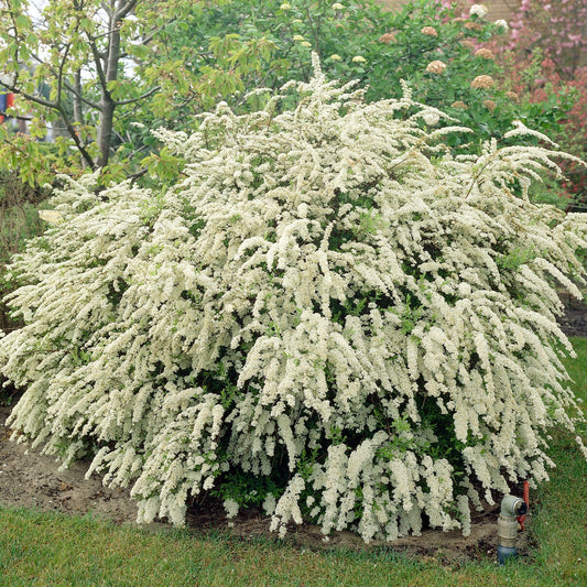 Spierstrauch - Bakker