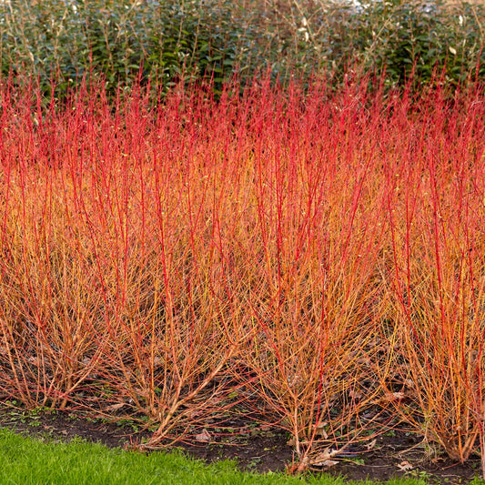 Blutroter Hartriegel Midwinter Fire - Bakker