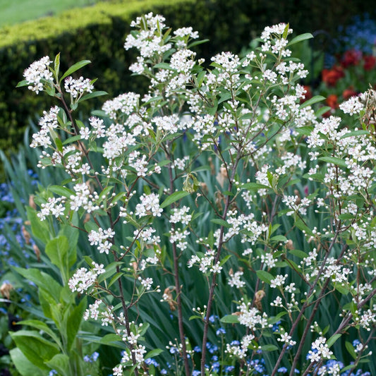 Apfelbeere Brilliant - Bakker