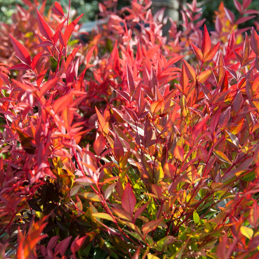 Heiliger Bambus Gulf Stream - Bakker