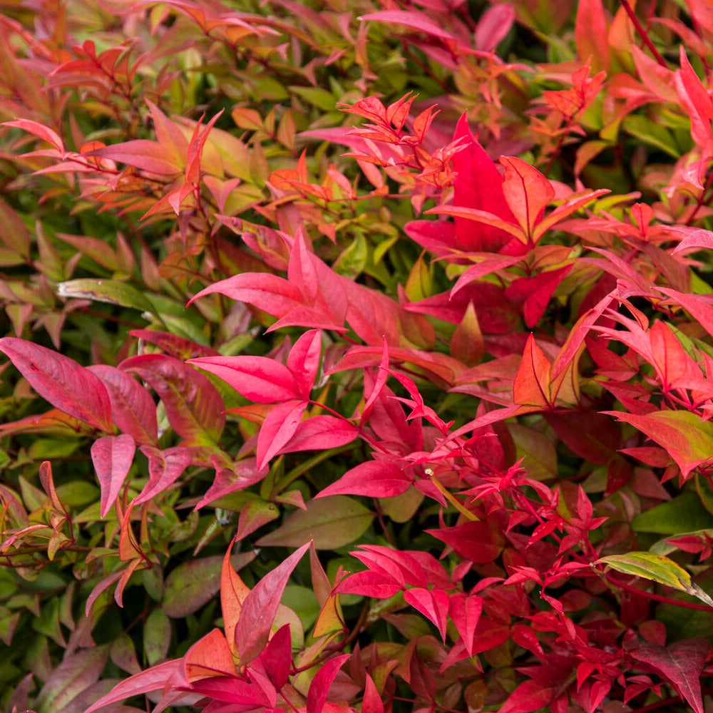 Himmelsbambus 'Gulf Stream' - Nandina domestica Gulf Stream