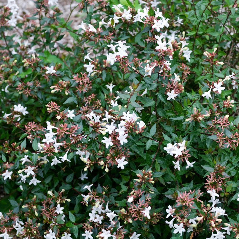 Abelia