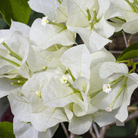Bougainvillea white - Drillingsblume 'White Cascade' - Bougainvillea
