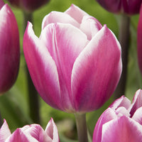 Tulipa Synaeda Blue - Triumph-Tulpen Synaeda Blue (x10) - Tulpen-Zwiebeln
