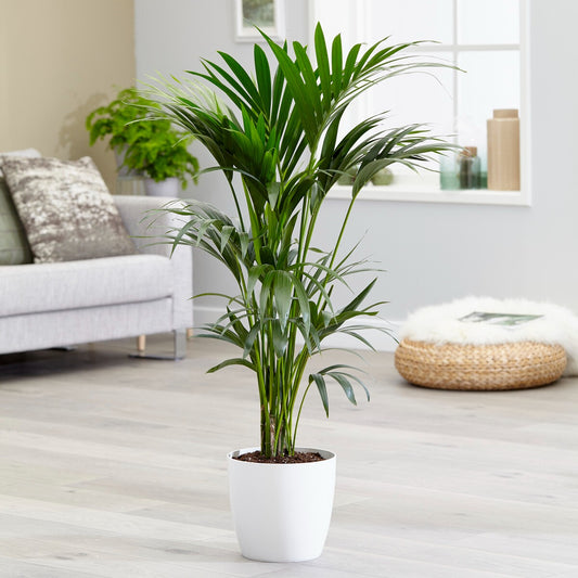 Kentiapalme - Bakker