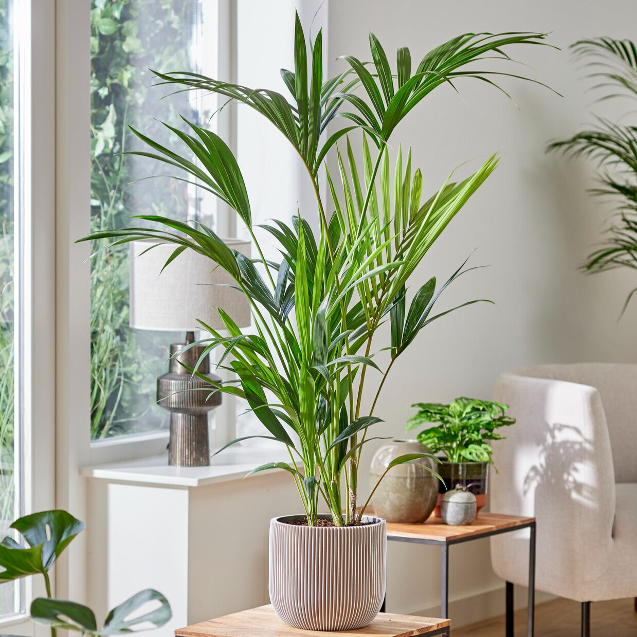 Verkauf Kentiapalme - Howea forsteriana