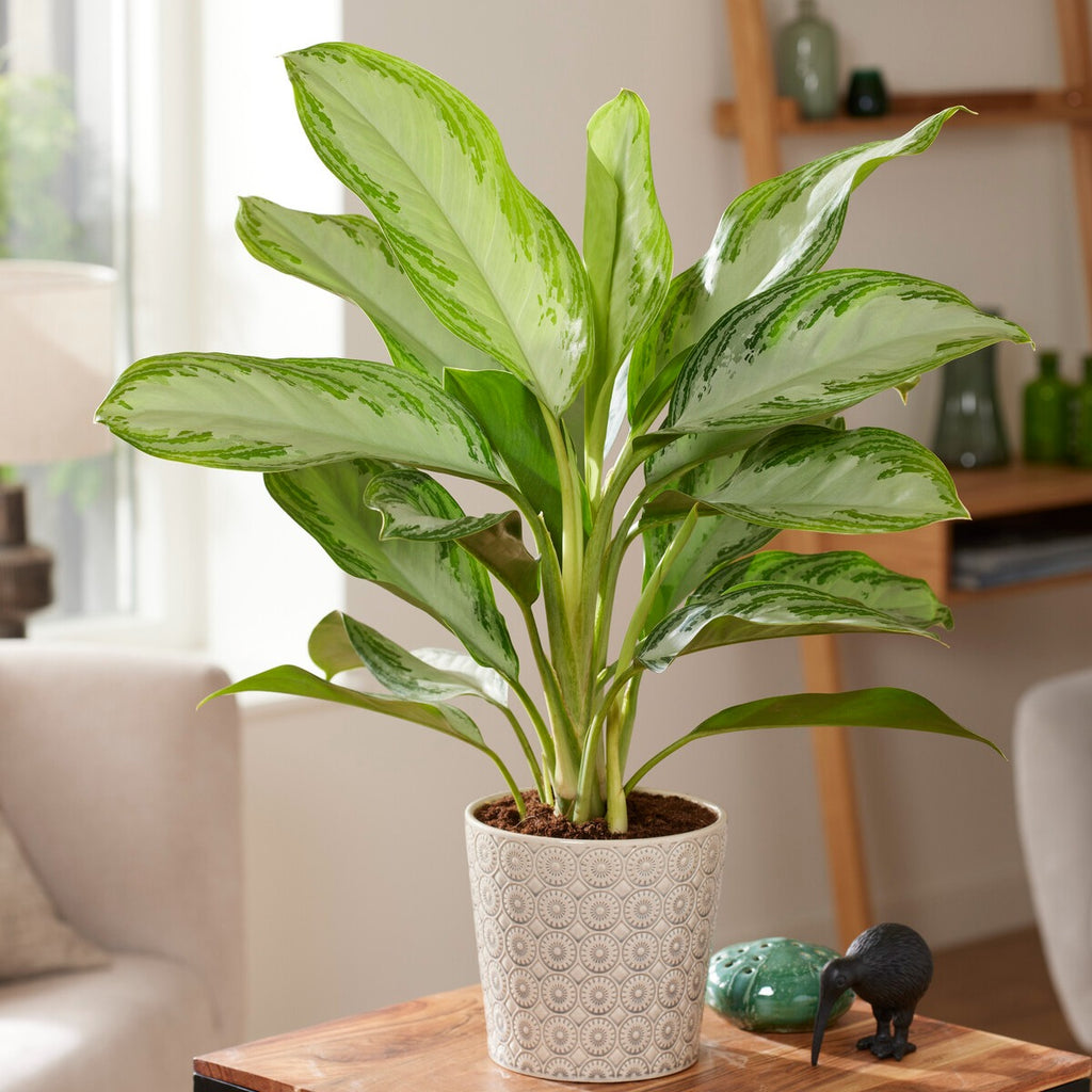 Kolbenfaden 'Silver Bay' - Aglaonema silver bay