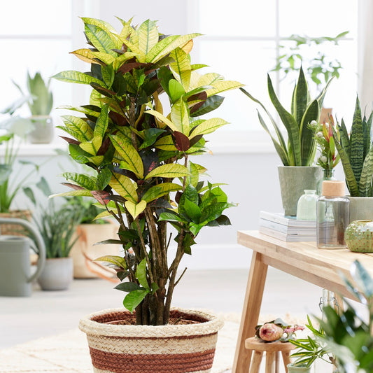 Wunderstrauch 'Mrs. Iceton' - Bakker