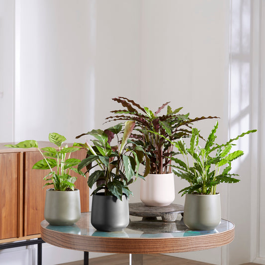 Calathea Mischung (x4) - Bakker