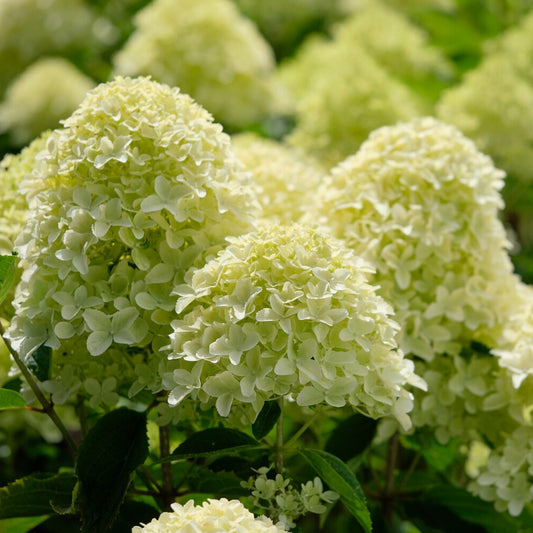 Rispenhortensie 'Whitelight'