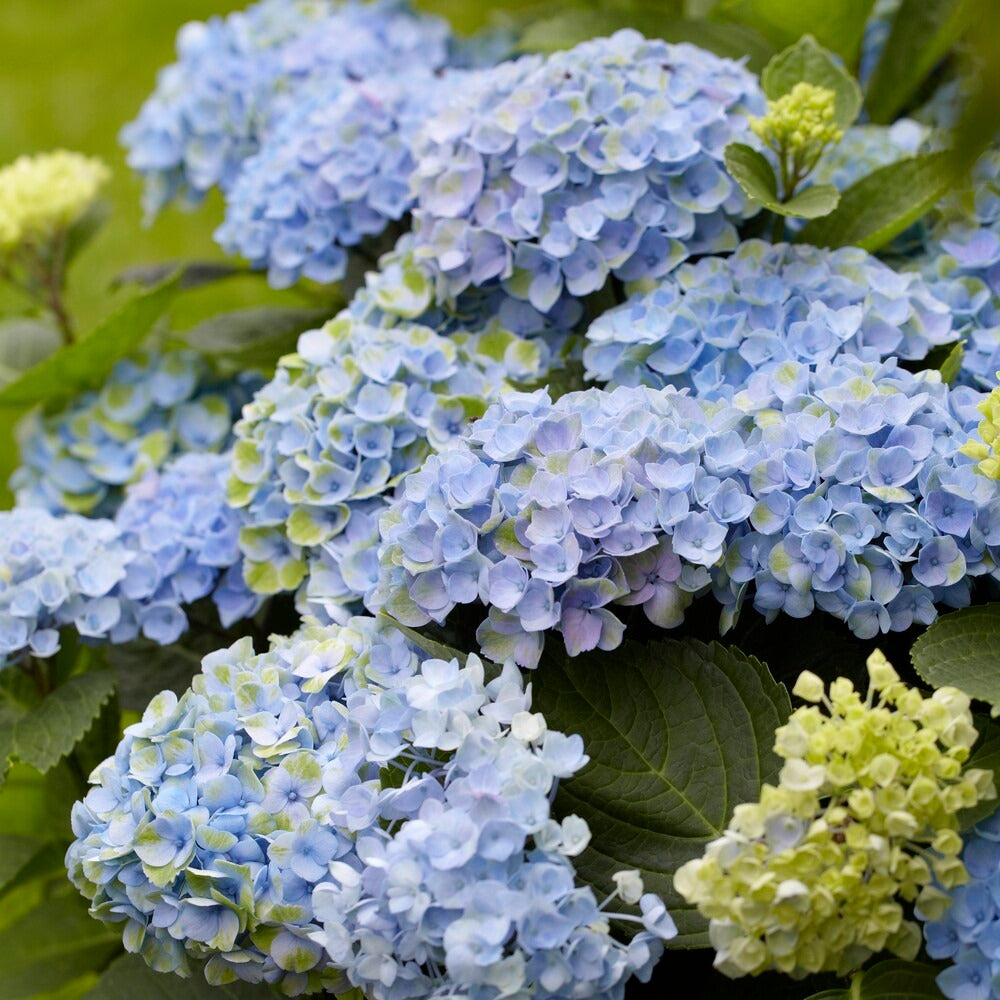 Hydrangea macrophylla Revolution Blue - Bauernhortensie 'Revolution Blue' - Großblättrige Hortensie