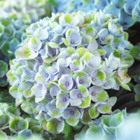 Bauernhortensie 'Revolution Blue' - Hydrangea macrophylla Revolution Blue - Bakker