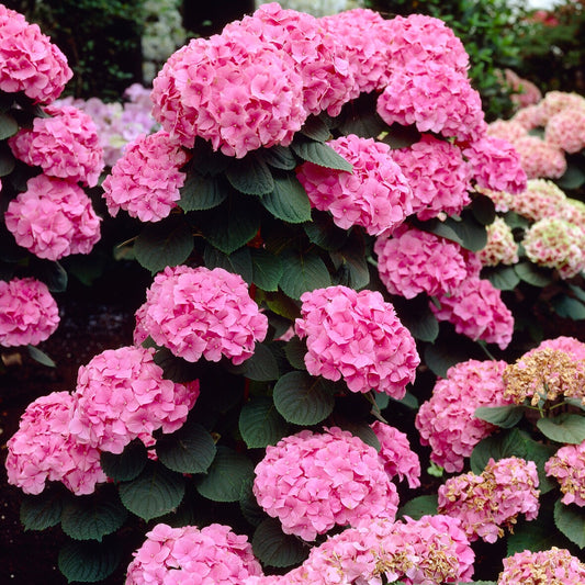 Bauernhortensie 'Rosita'