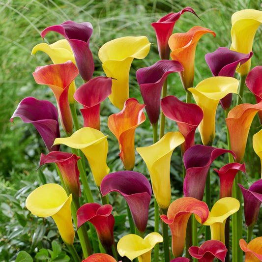 Calla Mischung (gelb-rot-rosa) (x3) - Bakker