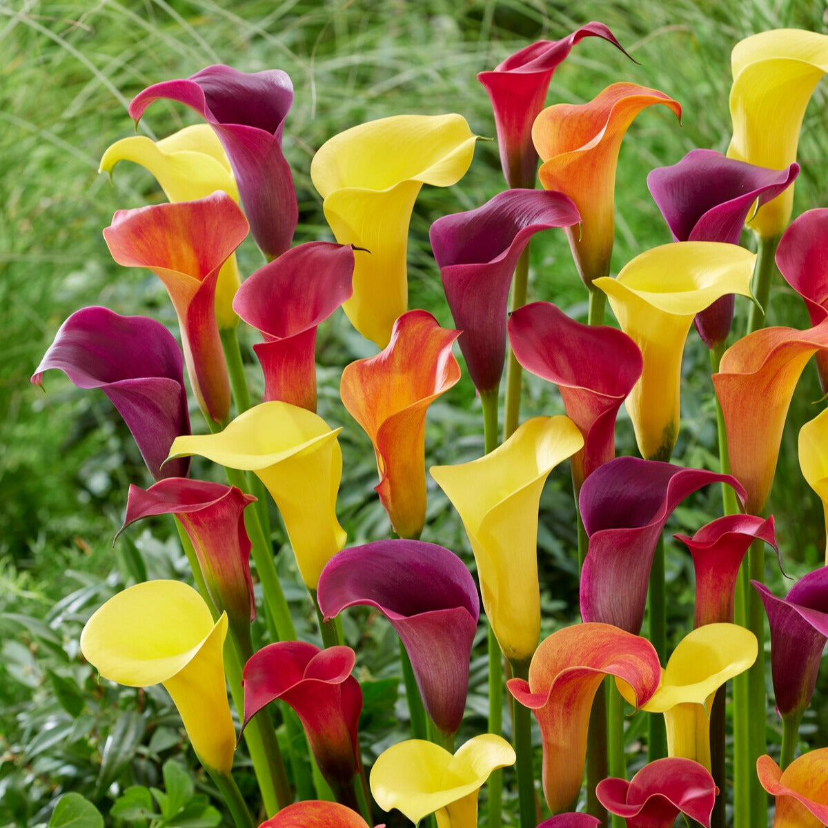 Calla Mischung (gelb-rot-rosa) (x3) - Bakker