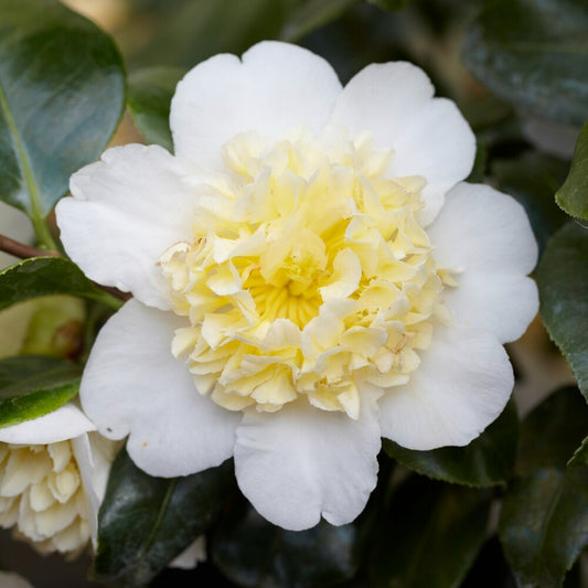 Kamelie Camellia 'Brushfields Yellow' weiß-gelb - Winterhart