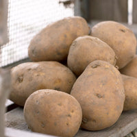 Kartoffel 'Nicola' (x25) - Bakker