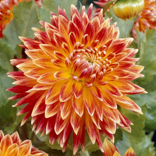 Dahlia 'Akita' - Bakker