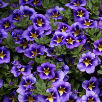 Zauberglöckchen Bumble Bee (x3) - Calibrachoa Cabaret® Bumble Bee - Bakker