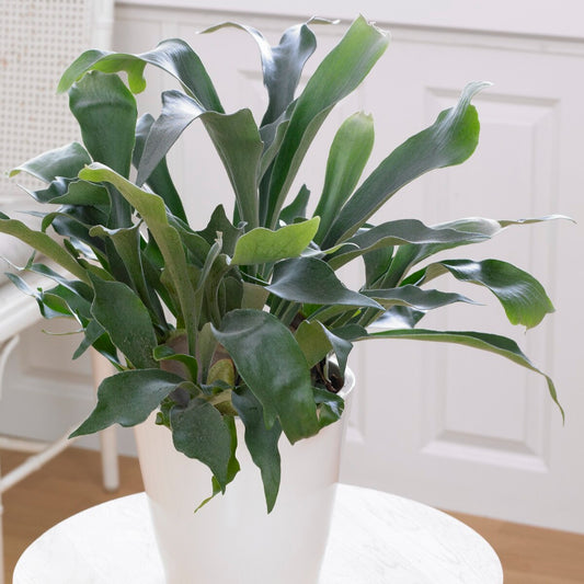 Geweihfarn Platycerium bifurcatum - Hängepflanze - Bakker