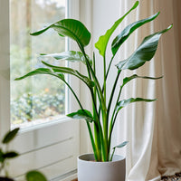 Paradiesvogelblume Strelitzia nicolai - Strelitzia nicolai - Bakker