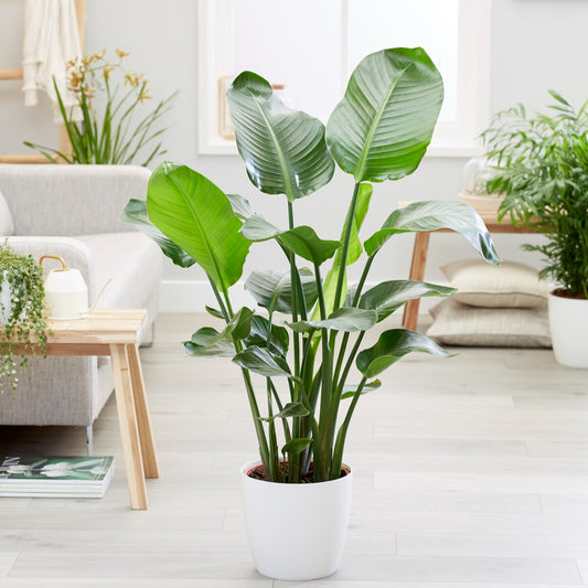 Paradiesvogelblume Strelitzia nicolai - Bakker