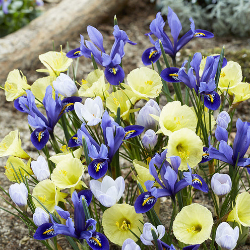 Frühblühende Blumenzwiebeln-Mischung (x40)