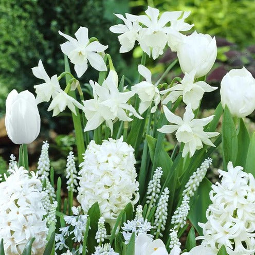 Blumenzwiebeln Weiße Rand-Mischung (x40)