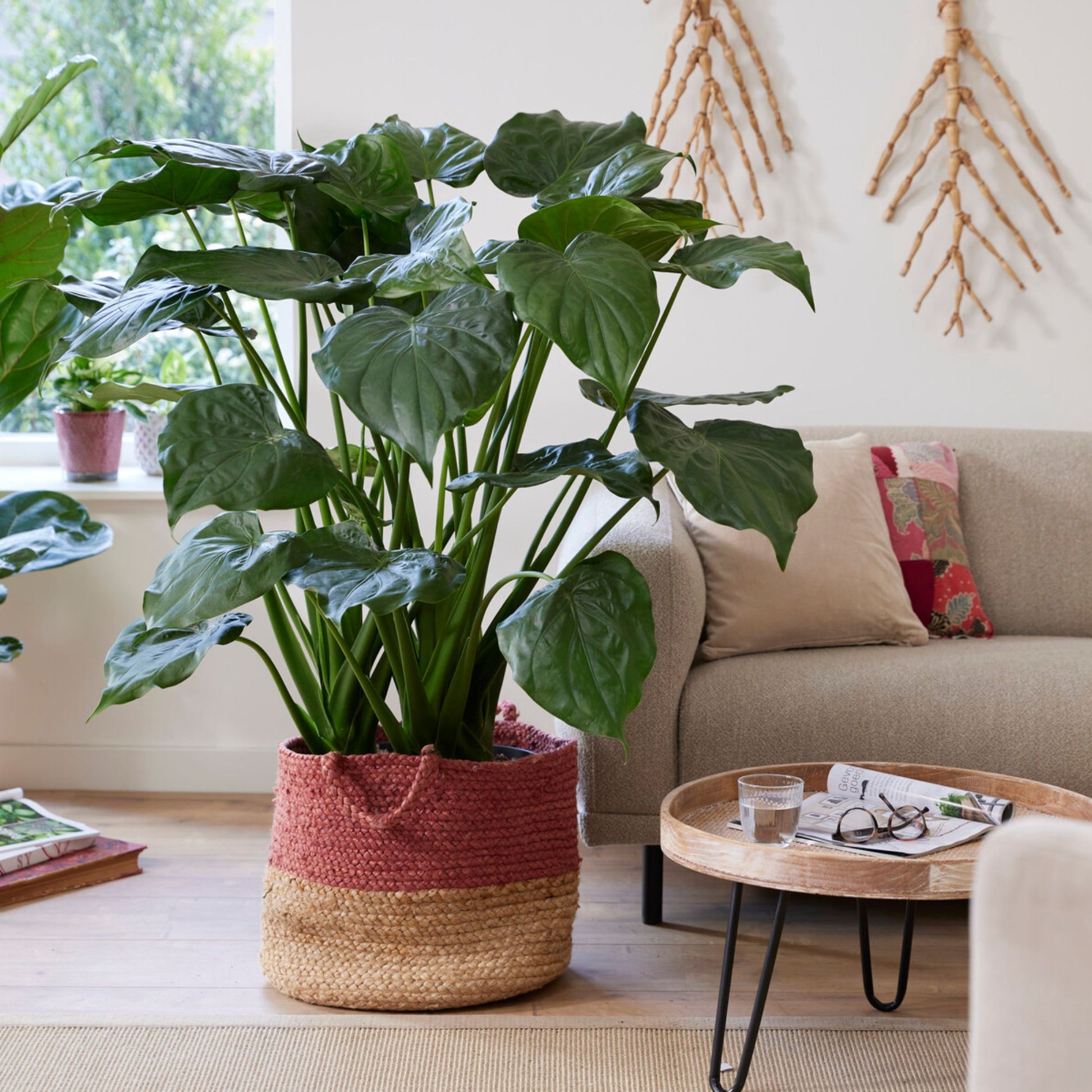 Zwerg-Elefantenohr - Alocasia cucullata