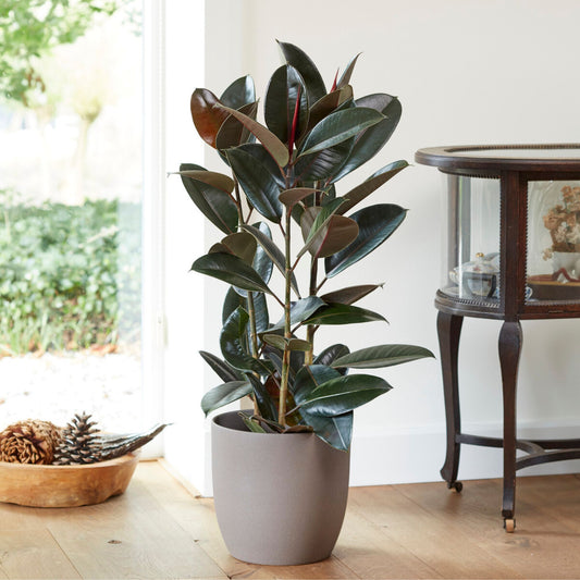Gummibaum Robusta - Bakker