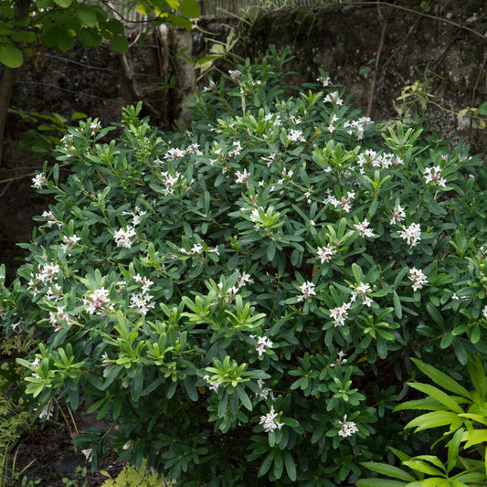 Daphne transatlantica Eternal Fragrance Blafra - Bakker