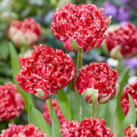5 Gefranste doppelte Tulpen Qatar - Bakker