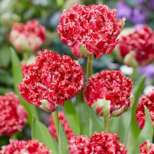 5 Gefranste doppelte Tulpen Qatar