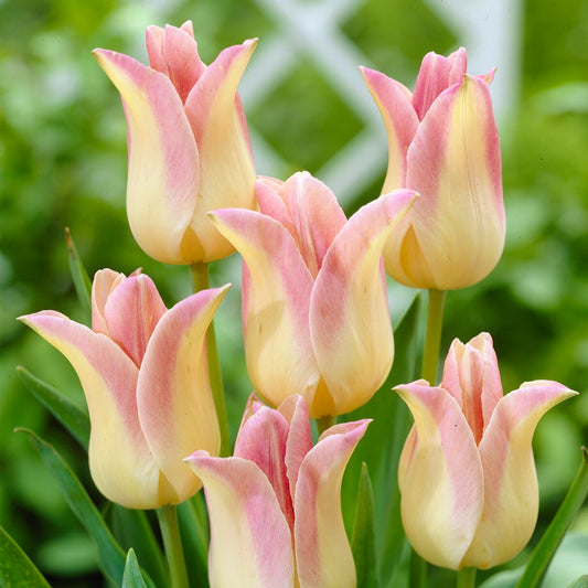 5 Lilienblütige Tulpen 'Elegant Lady' - Bakker