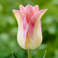 5 Lilienblütige Tulpen 'Elegant Lady' - Tulipa Lilyflowering Elegant Lady - Bakker