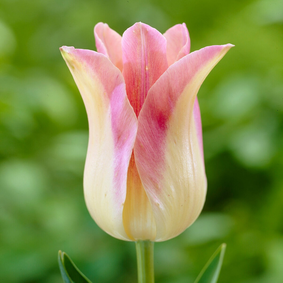 5 Lilienblütige Tulpen 'Elegant Lady'