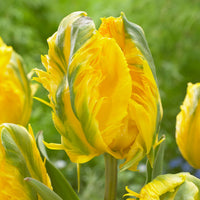 5 Papageientulpen 'Jan Van Nes' - Tulipa Parrot Jan van Nes - Bakker