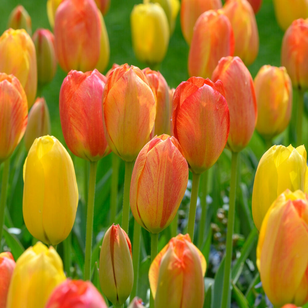 Tulipa Single Late Rhapsody of Smiles - 5 Tulpen 'Rhapsody of Smiles' - Tulpen-Zwiebeln