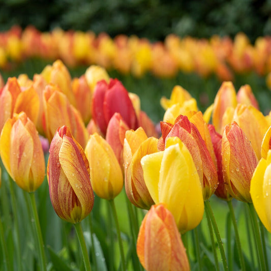 5 Tulpen 'Rhapsody of Smiles' - Bakker