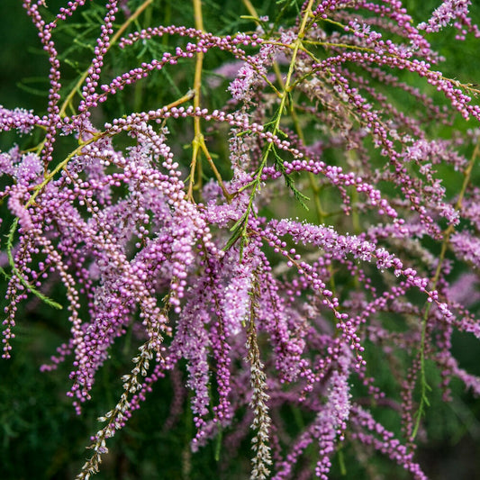 Sommer-Tamariske - Bakker