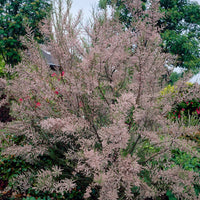 Sommer-Tamariske - Tamarix Pink Cascade - Bakker