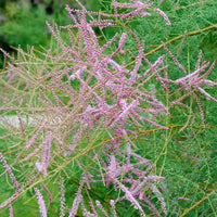 Tamarix Pink Cascade - Sommer-Tamariske - Blühende Sträucher