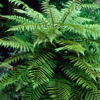 Tasmanischer Baumfarn - Dicksonia Antarctica - Bakker